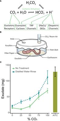 Mechanisms of carbon dioxide detection in the earthworm Dendrobaena veneta